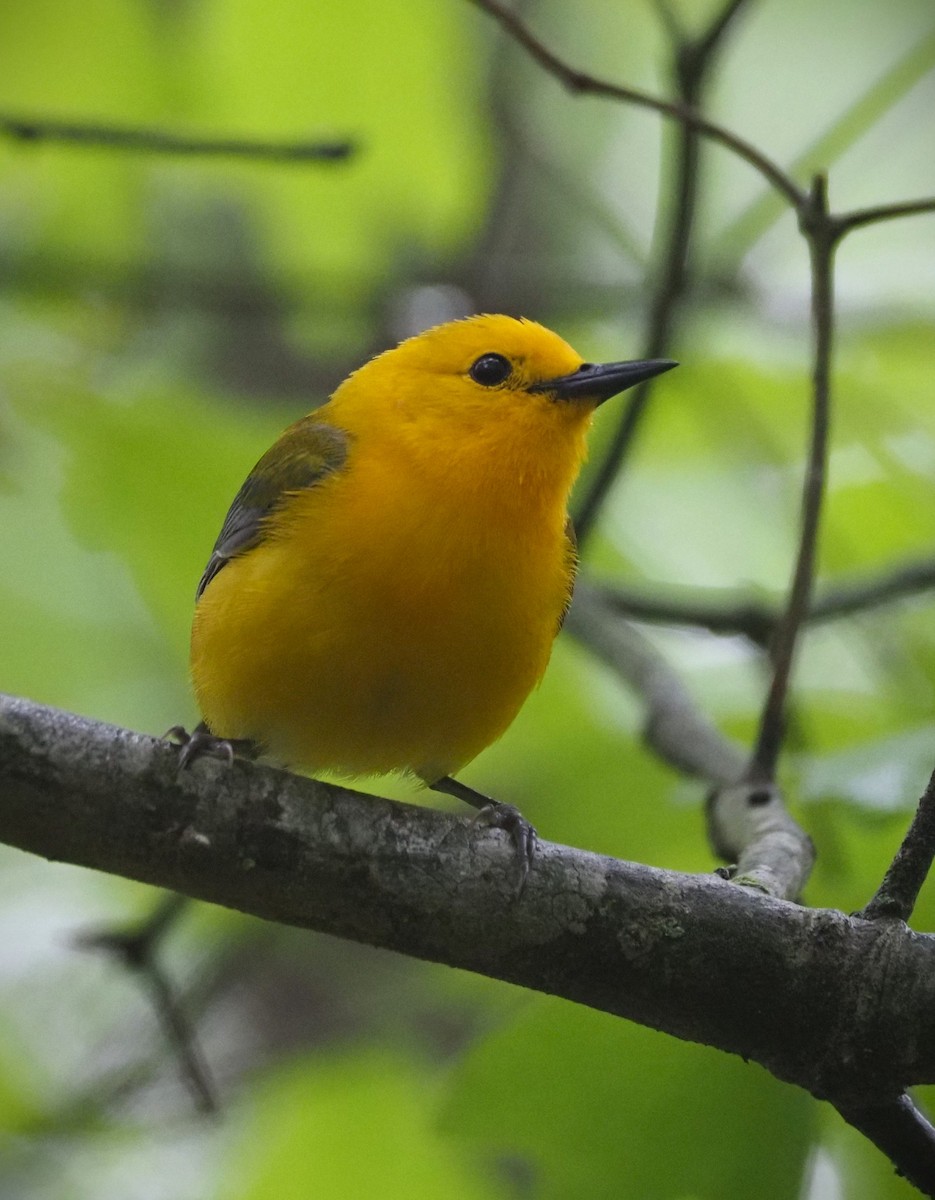 Prothonotary Warbler - ML635380938