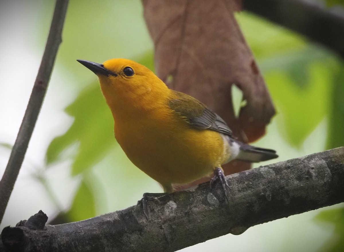 Prothonotary Warbler - ML635380939