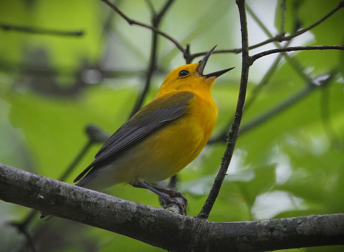 Prothonotary Warbler - ML635380940
