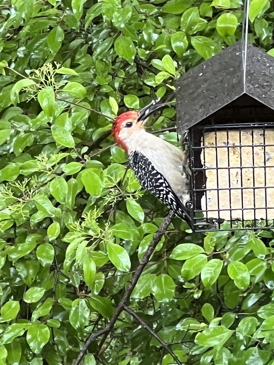 Red-bellied Woodpecker - ML635381013