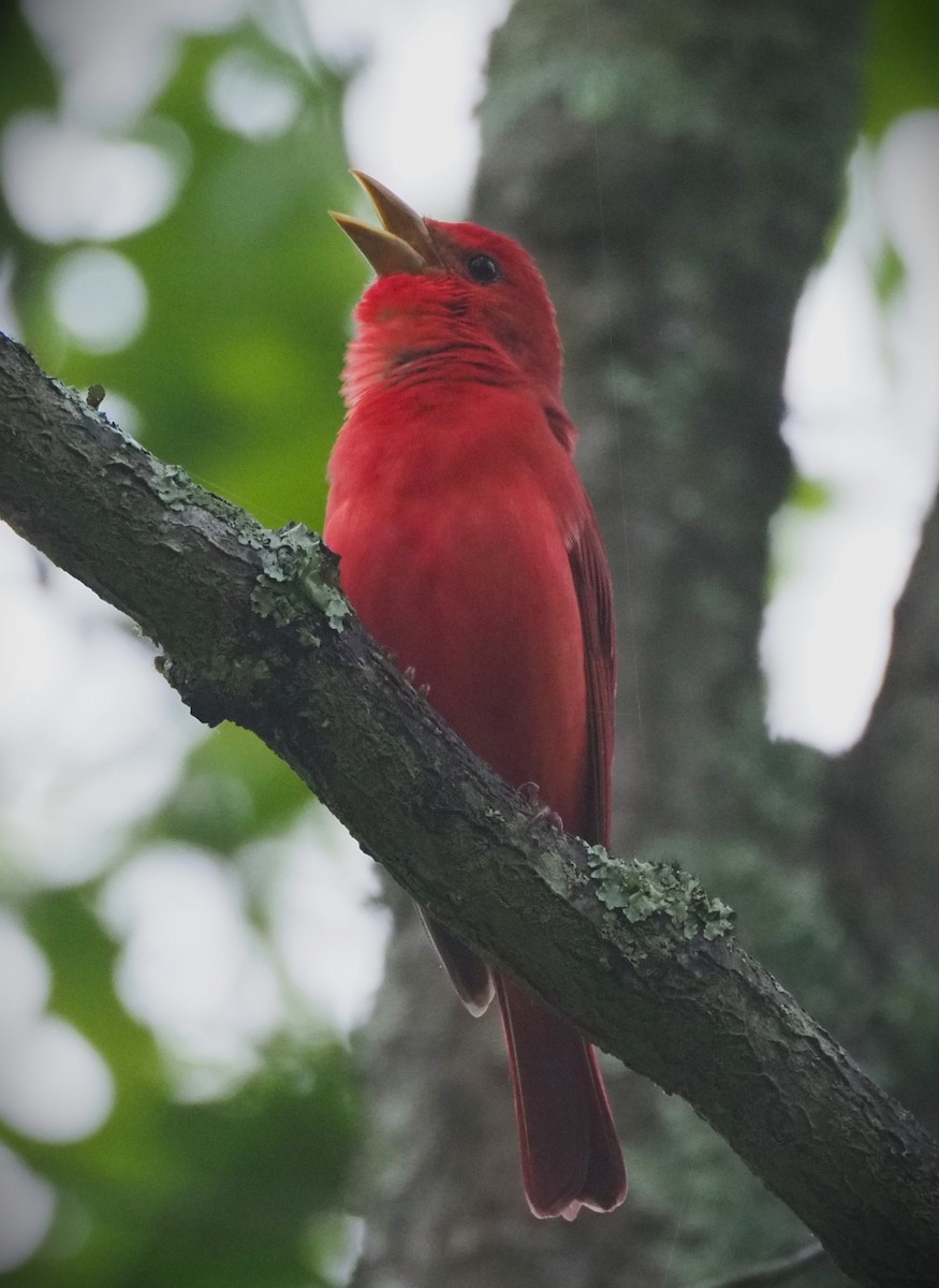 Summer Tanager - ML635381023