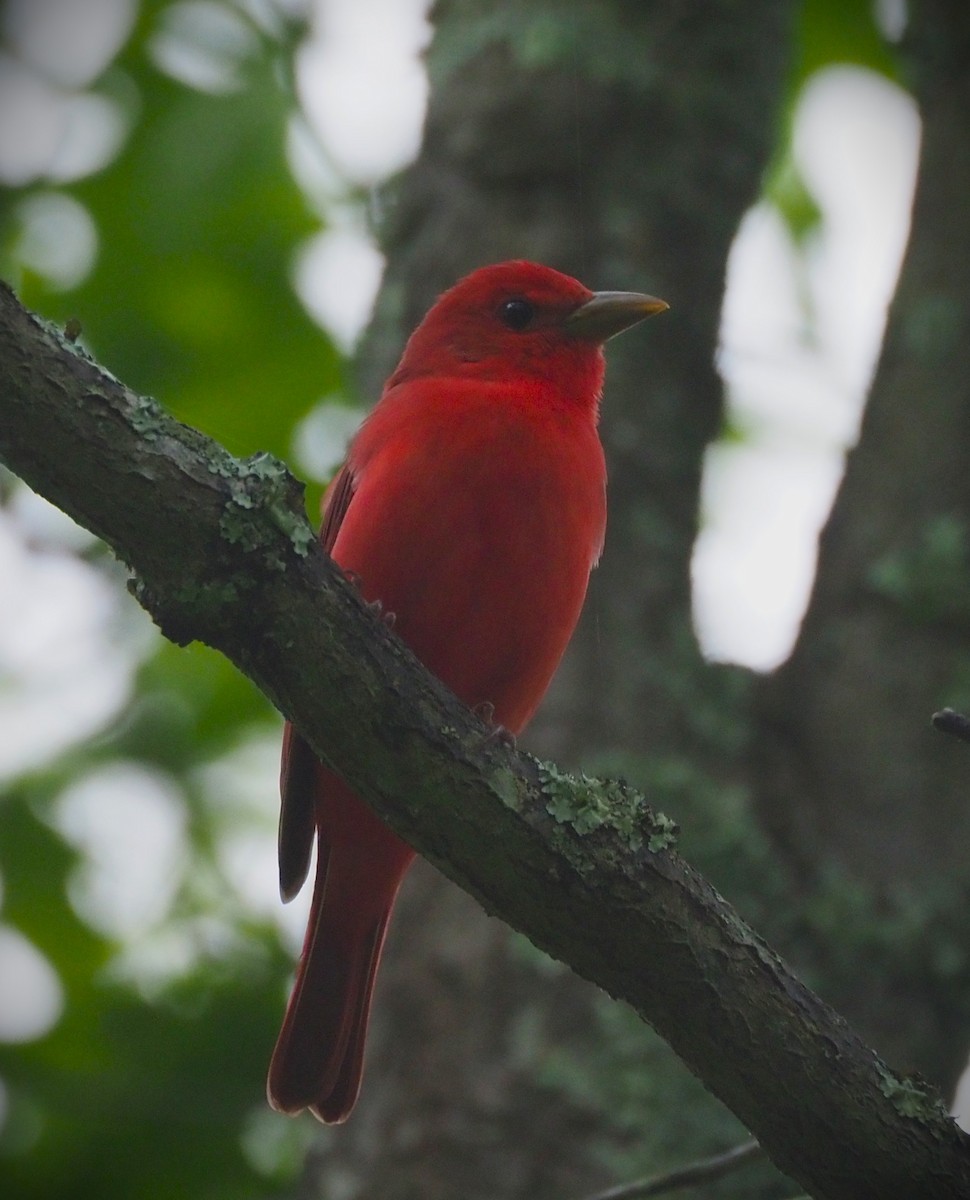 Summer Tanager - ML635381024