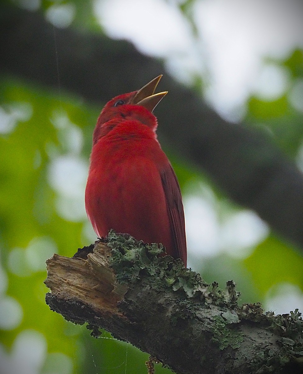 Summer Tanager - ML635381025