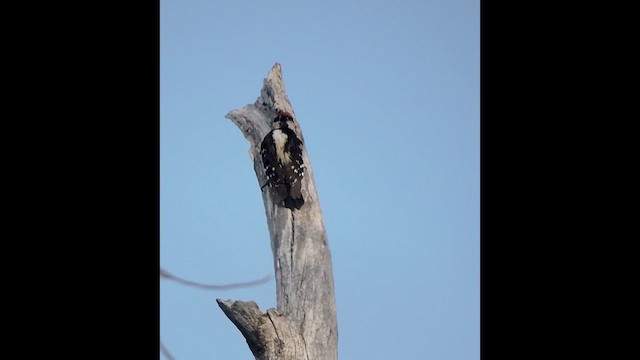 Downy Woodpecker - ML635381045