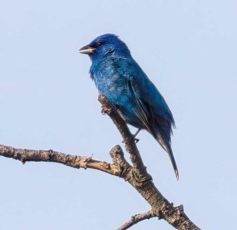 גיבתונית כחולה - ML635381055