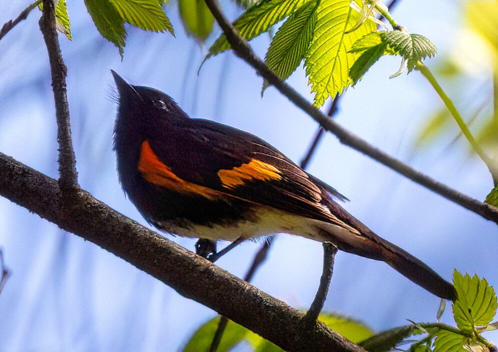 American Redstart - ML635381071