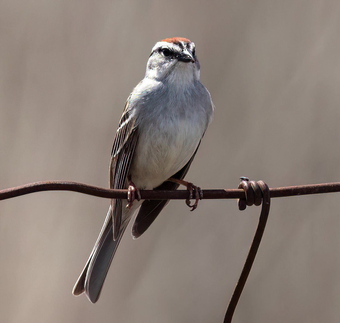 Chipping Sparrow - ML635381085