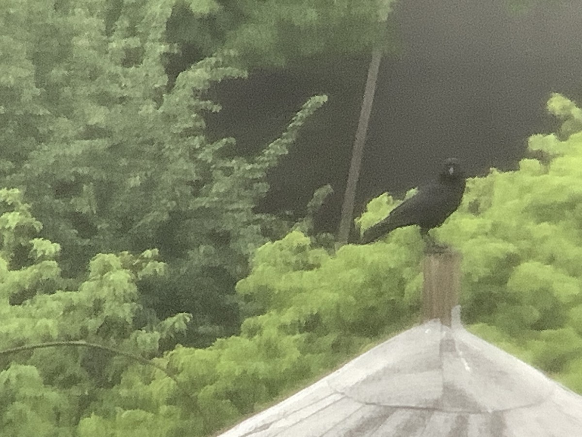 American Crow - ML635381157