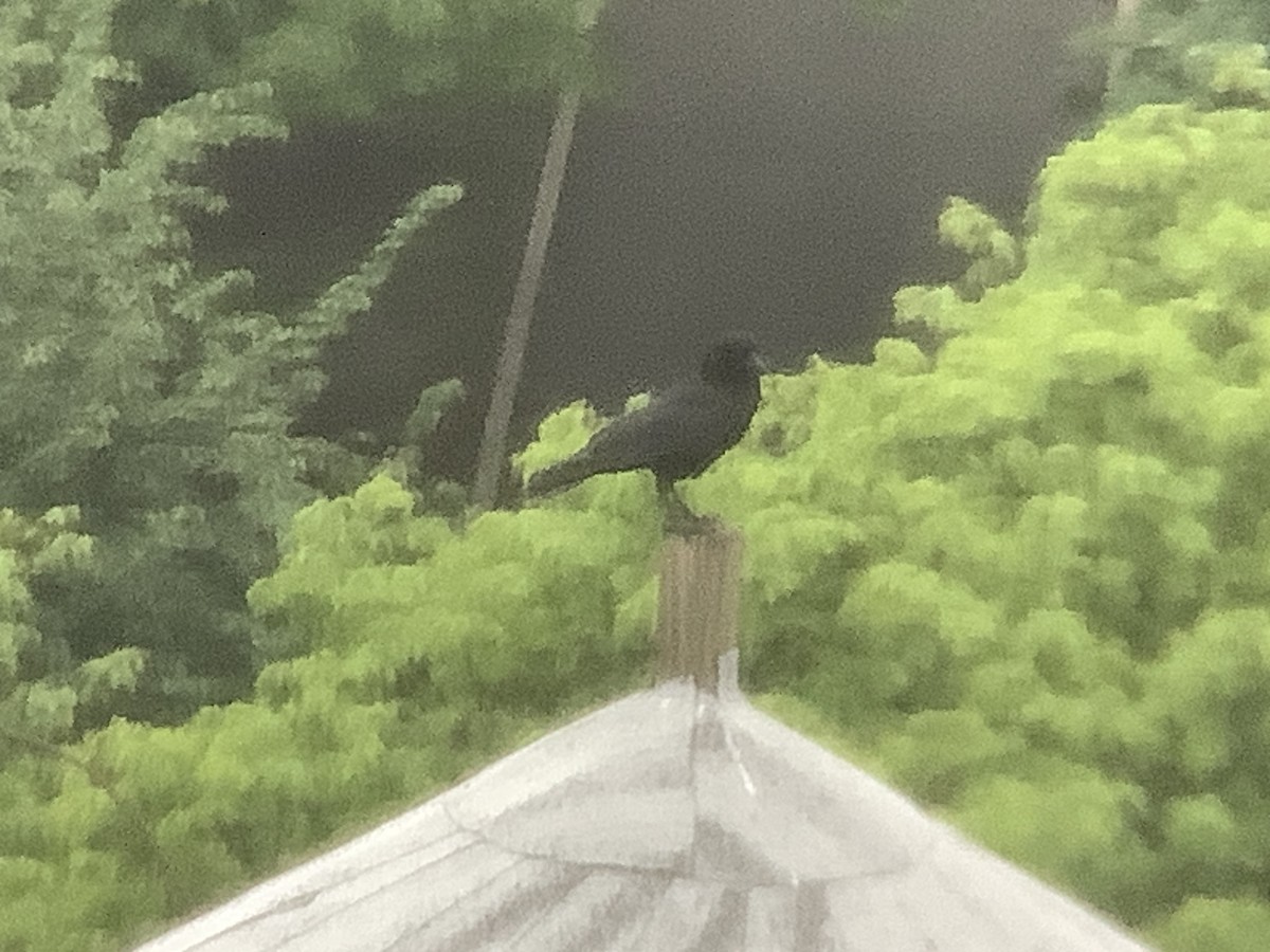 American Crow - ML635381158