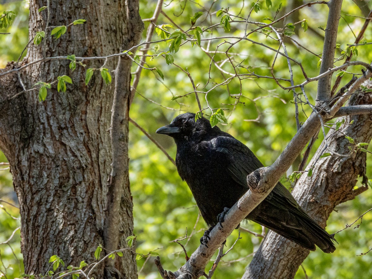 American Crow - ML635381165