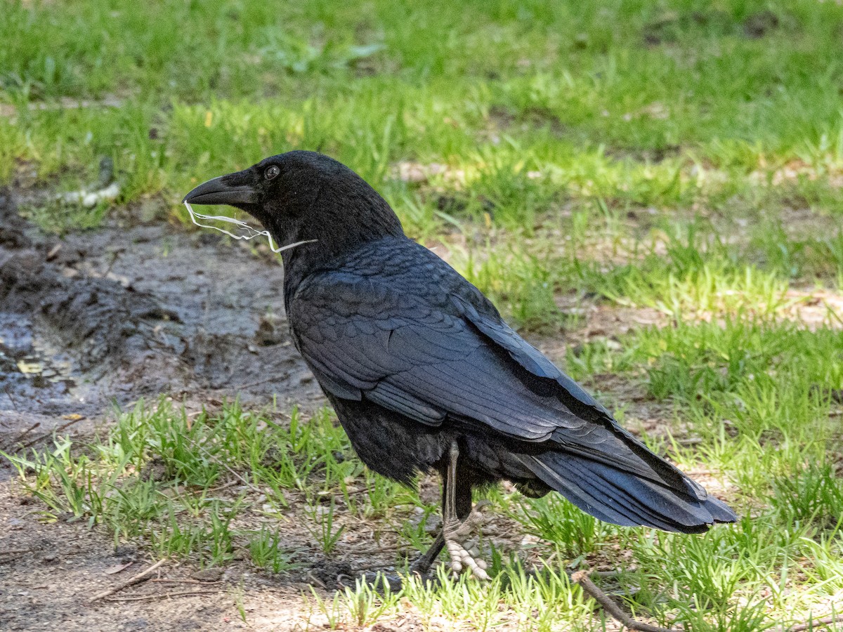 American Crow - ML635381166