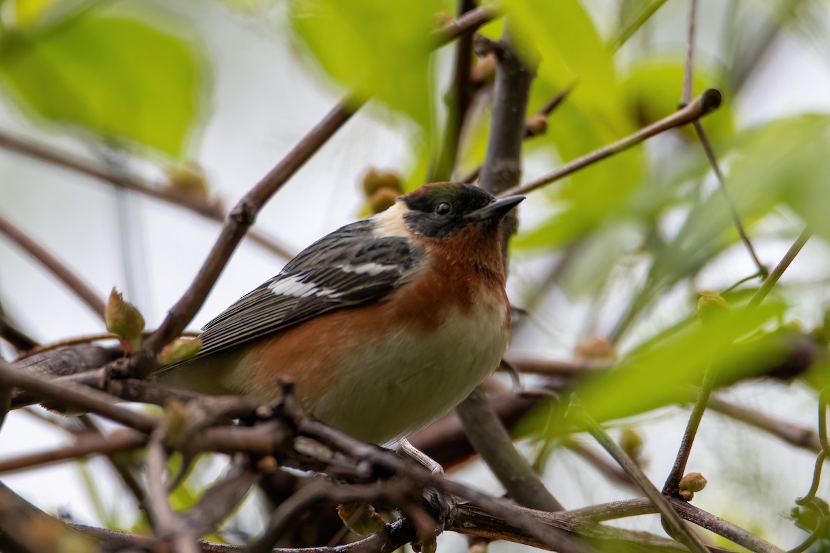 kastanjeparula - ML635381180