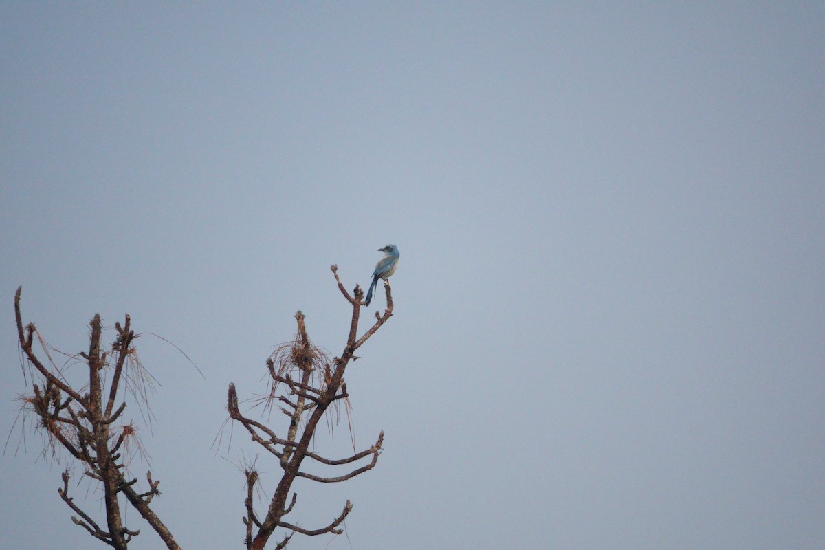 Florida Scrub-Jay - ML635381207
