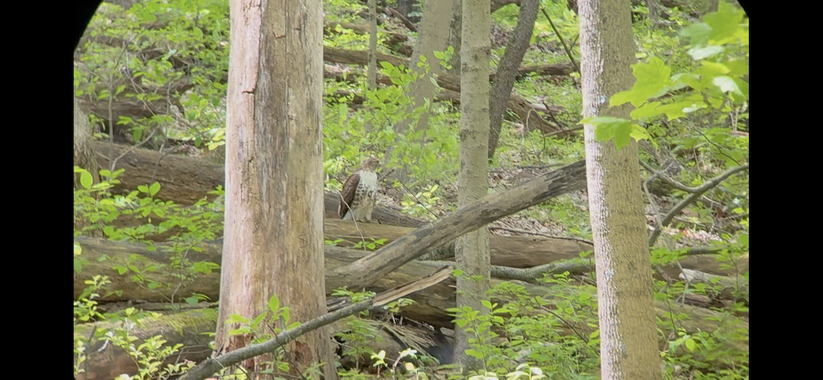 Red-tailed Hawk (borealis) - ML635381228
