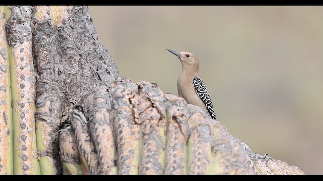 Gila Woodpecker - ML635381244