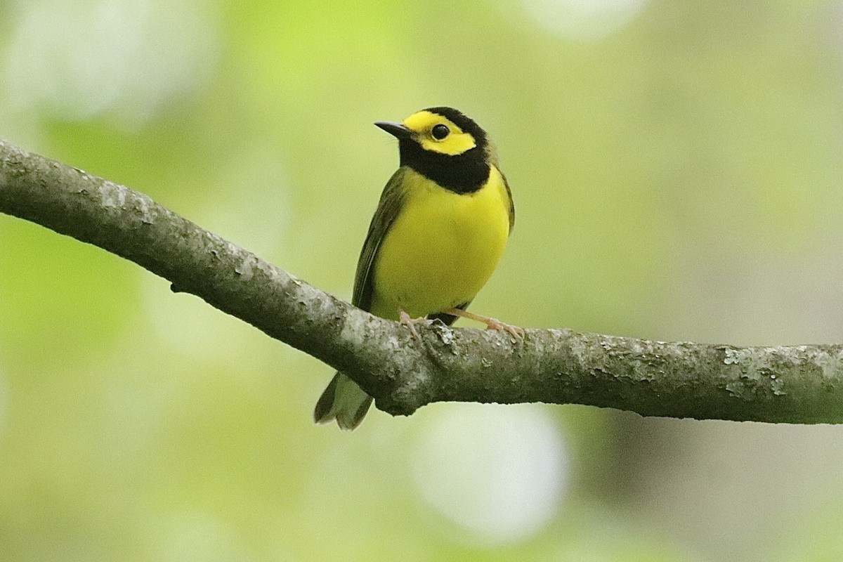 Hooded Warbler - ML635381248