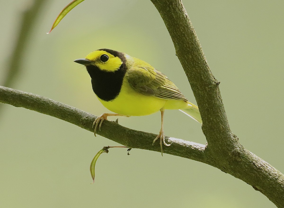 Hooded Warbler - ML635381249
