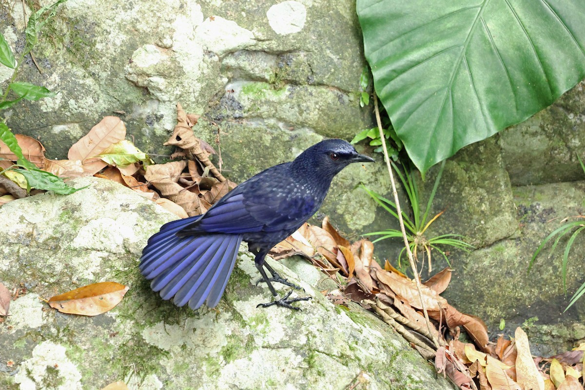 Blue Whistling-Thrush - ML635381267