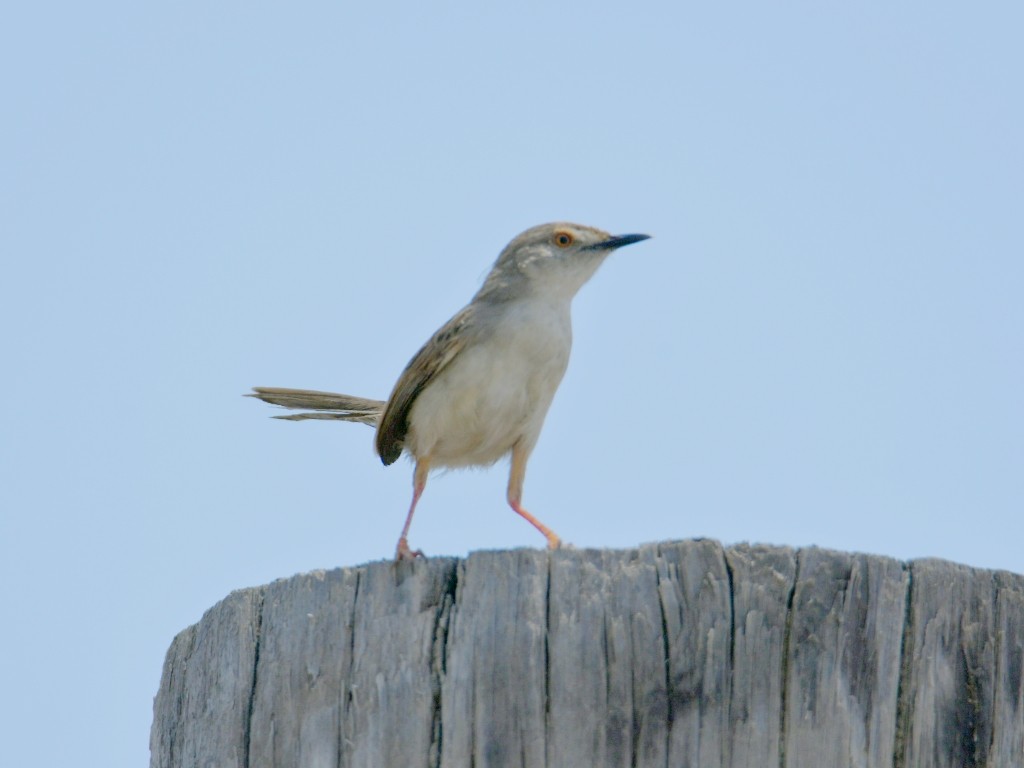 Prinia segaila - ML635381331