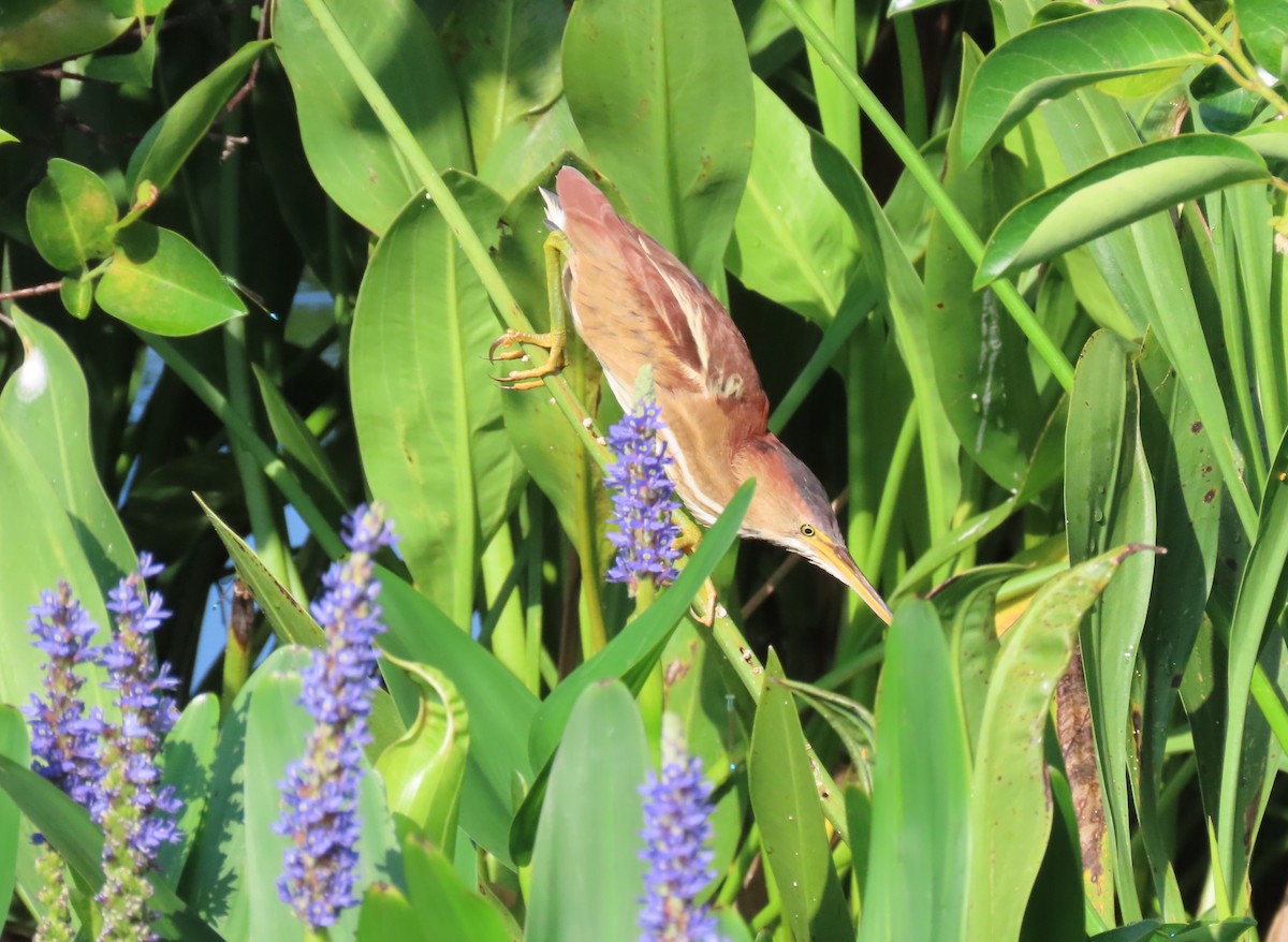 Least Bittern - ML635381466