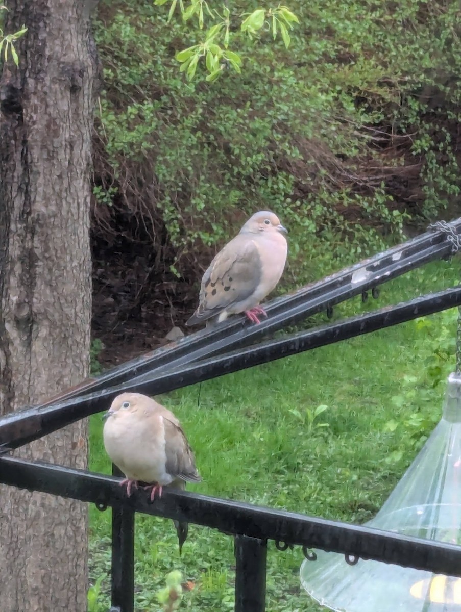 Mourning Dove - ML635381537