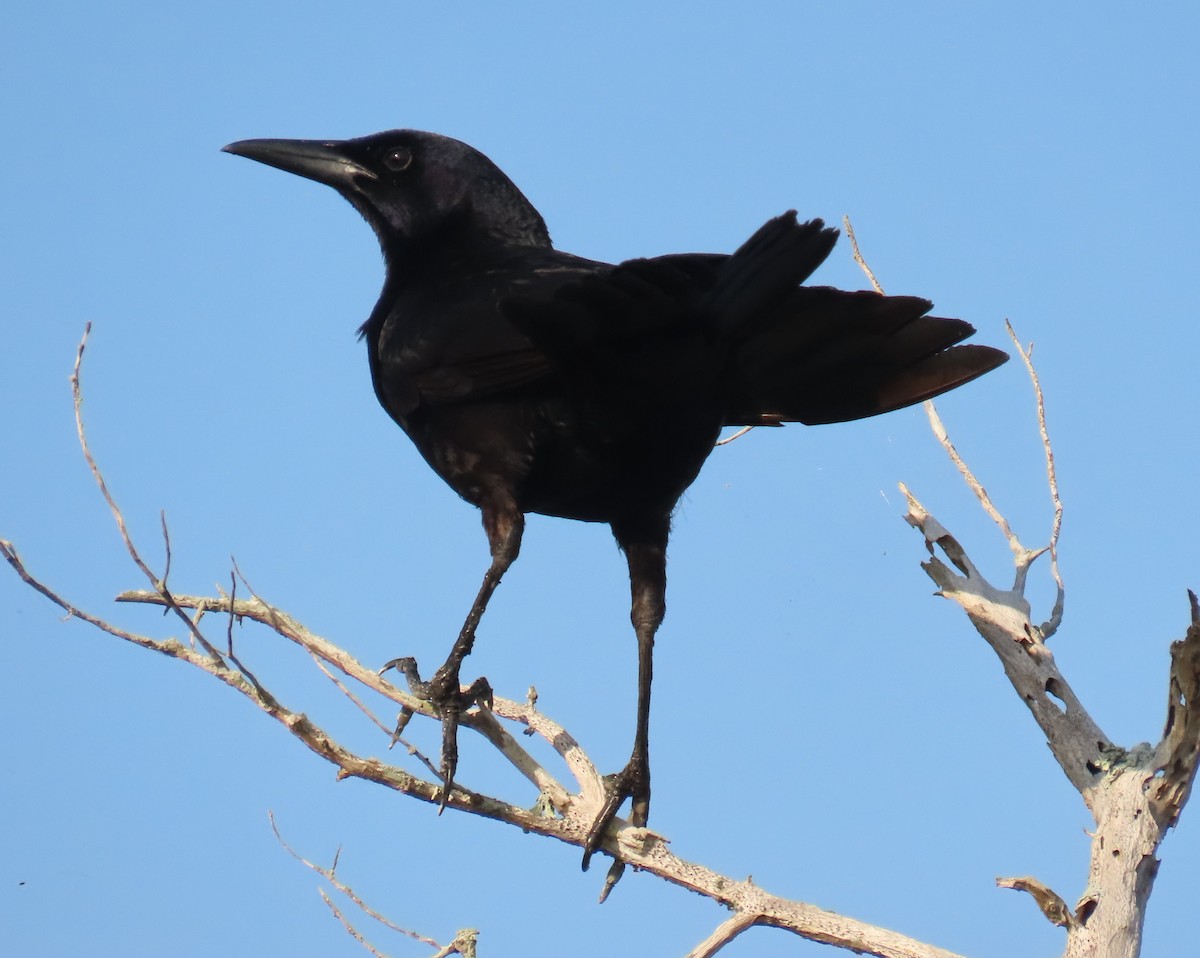 Fish Crow - ML635381543