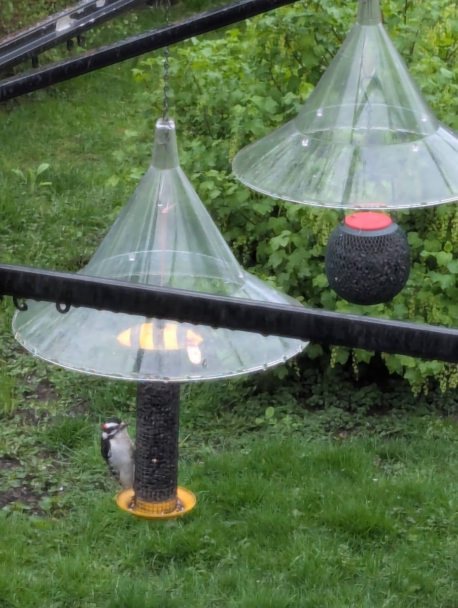 Downy Woodpecker - ML635381549