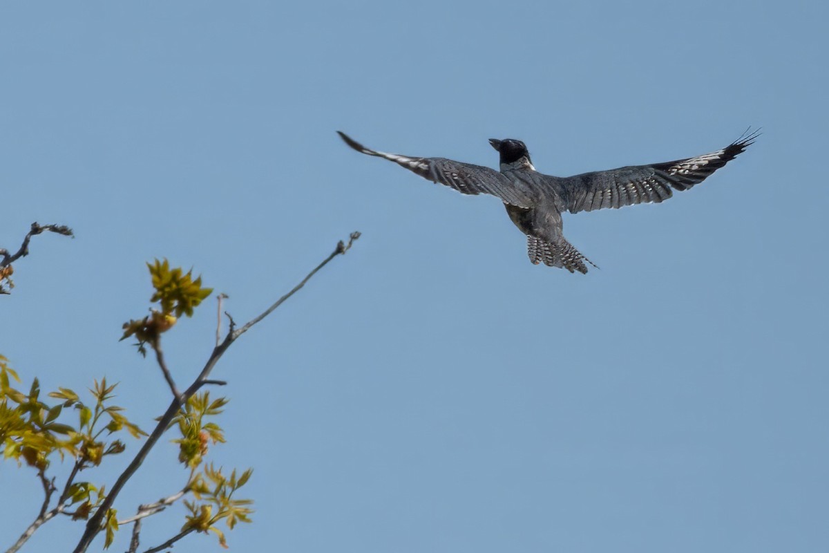 Belted Kingfisher - ML635381627