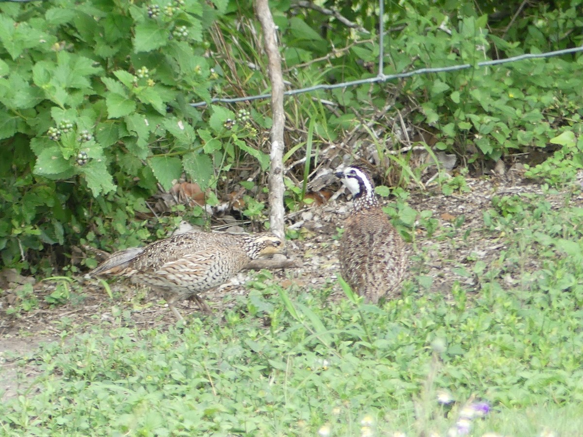 Northern Bobwhite - ML635381633