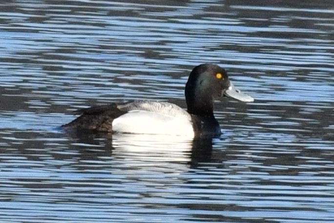 Porrón Bola - ML635381653