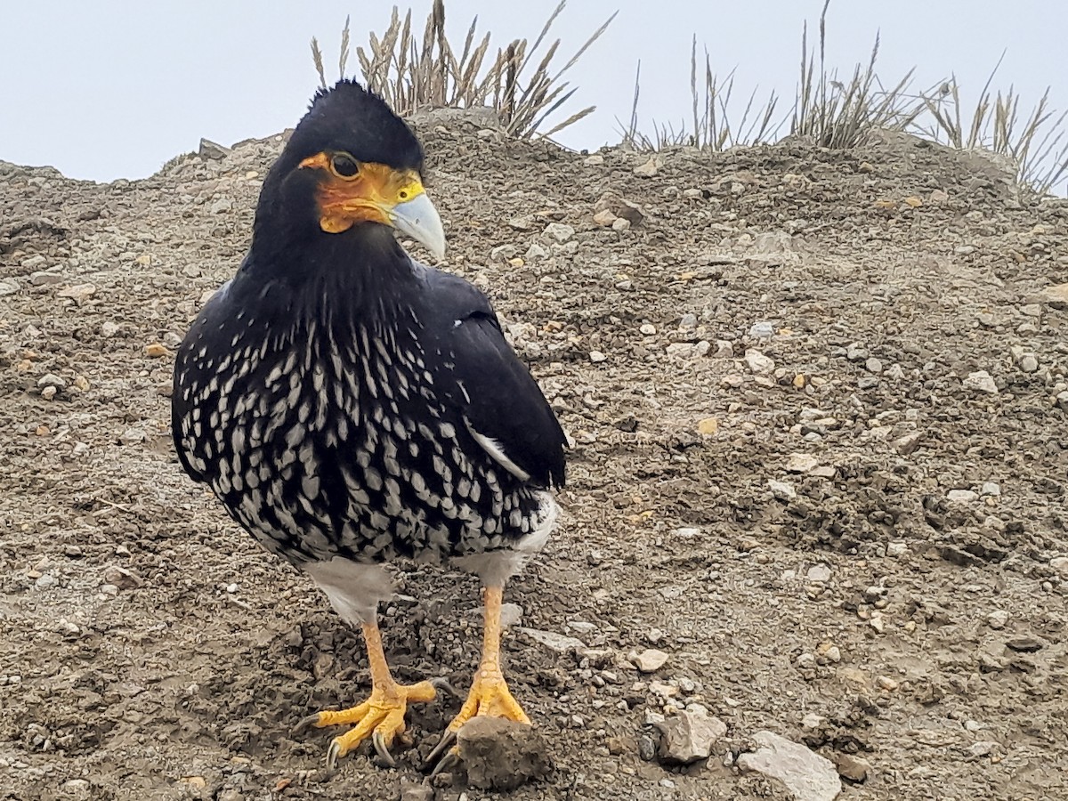 Carunculated Caracara - ML635381670