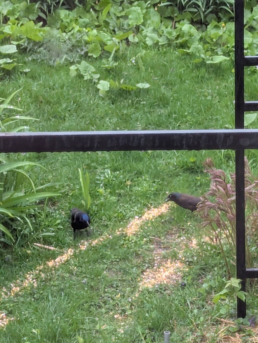 Common Grackle - ML635381684