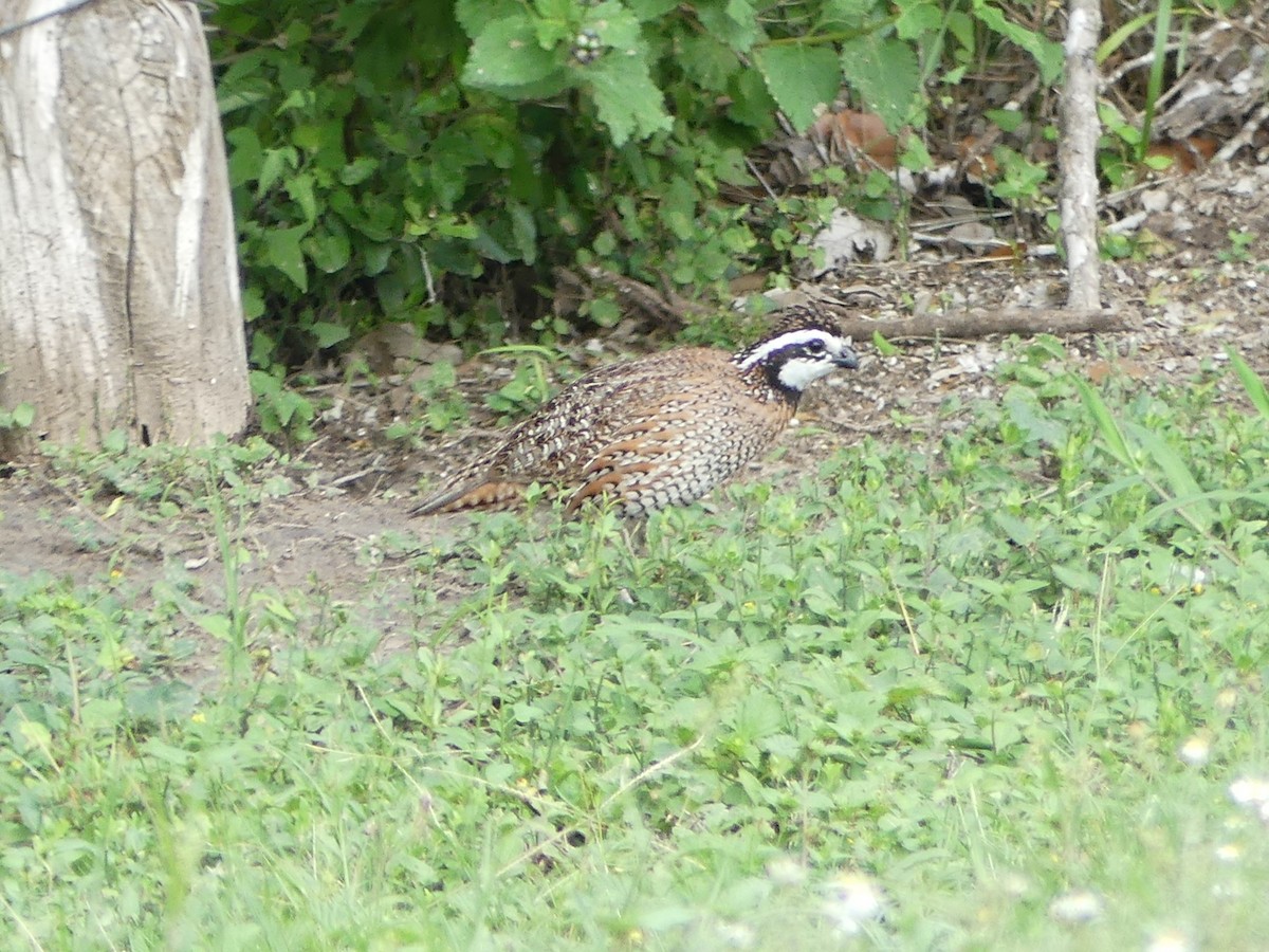 Northern Bobwhite - ML635381692