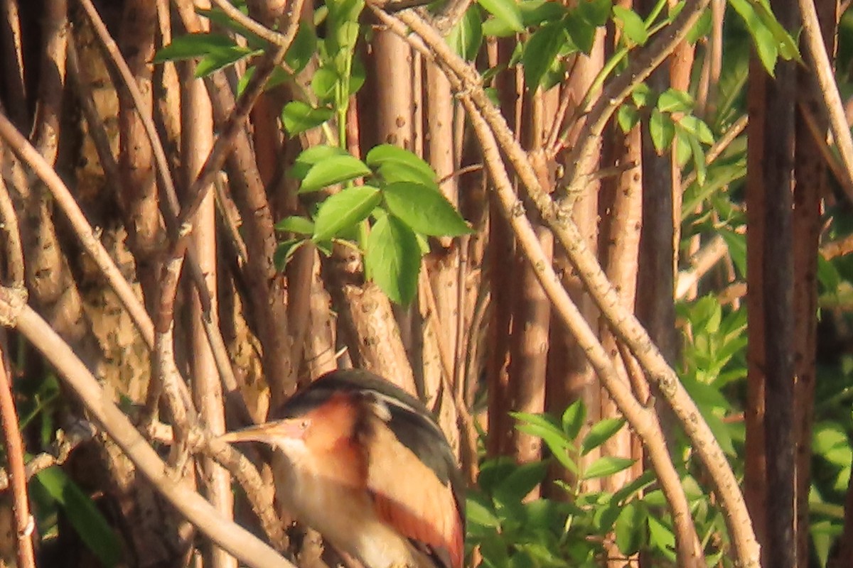 Least Bittern - ML635381827