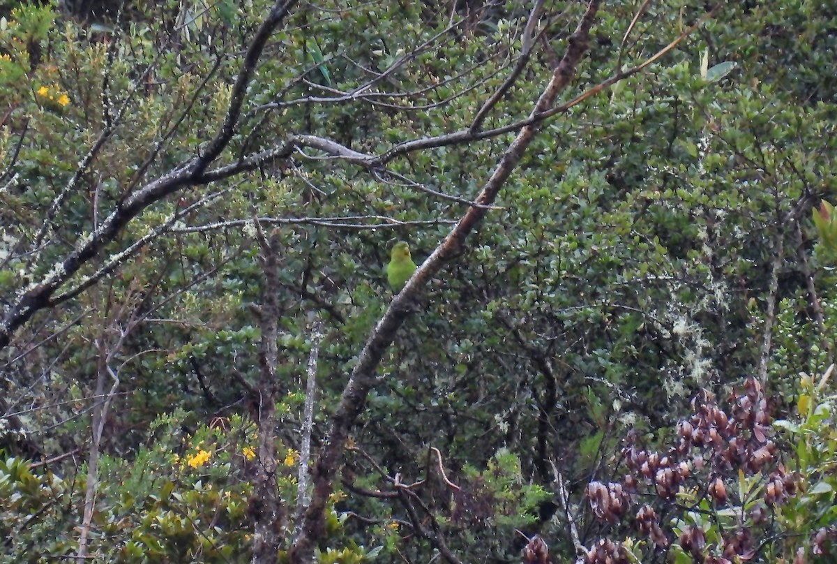 Andean Parakeet - ML635381855
