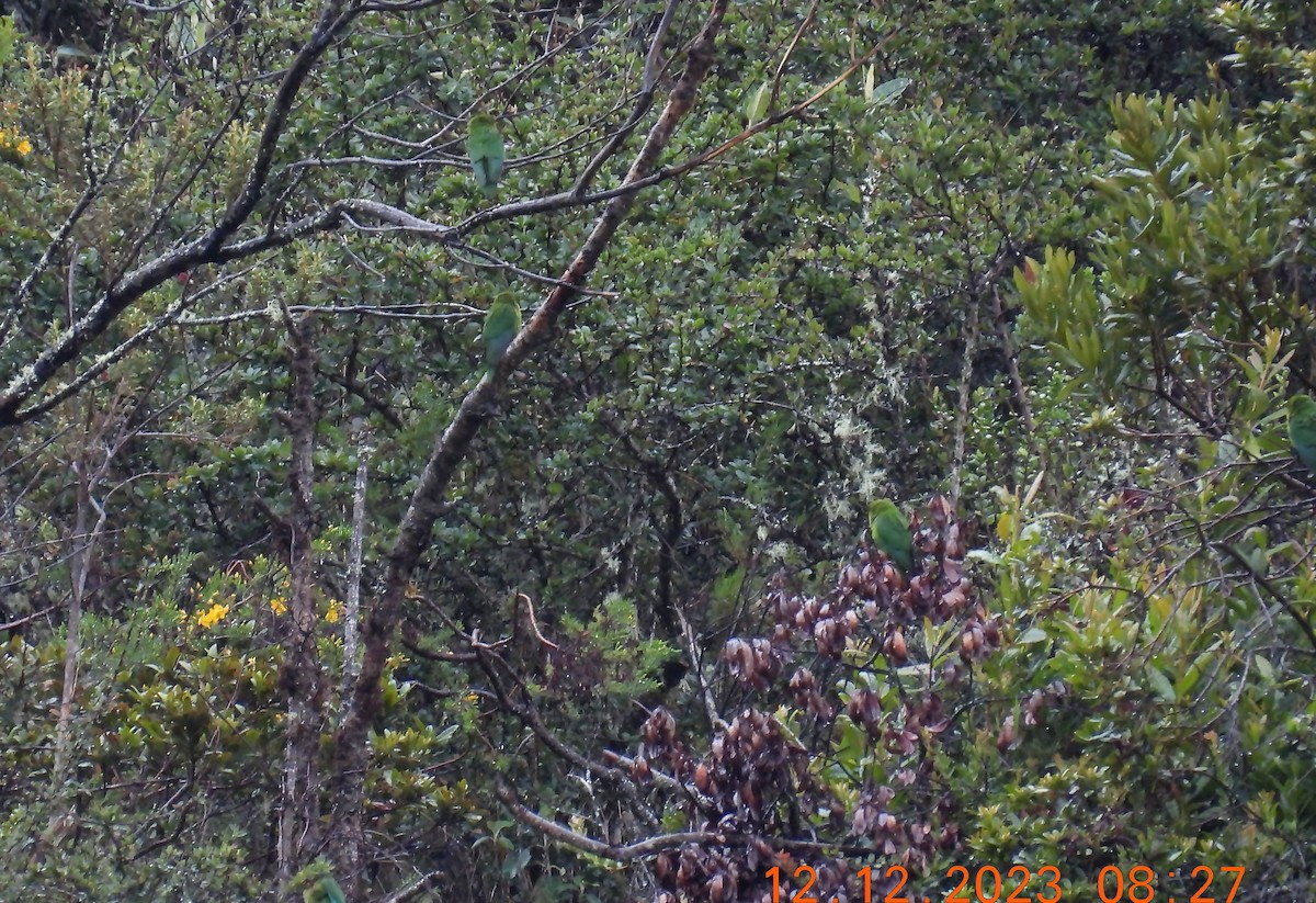 Andean Parakeet - ML635381856