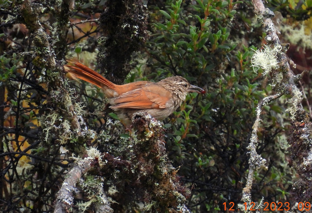 Striated Earthcreeper - ML635381870