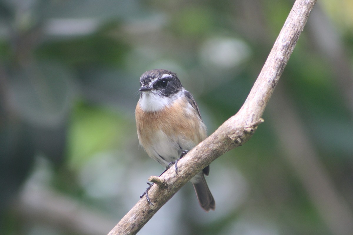 Reunion Stonechat - ML635381909
