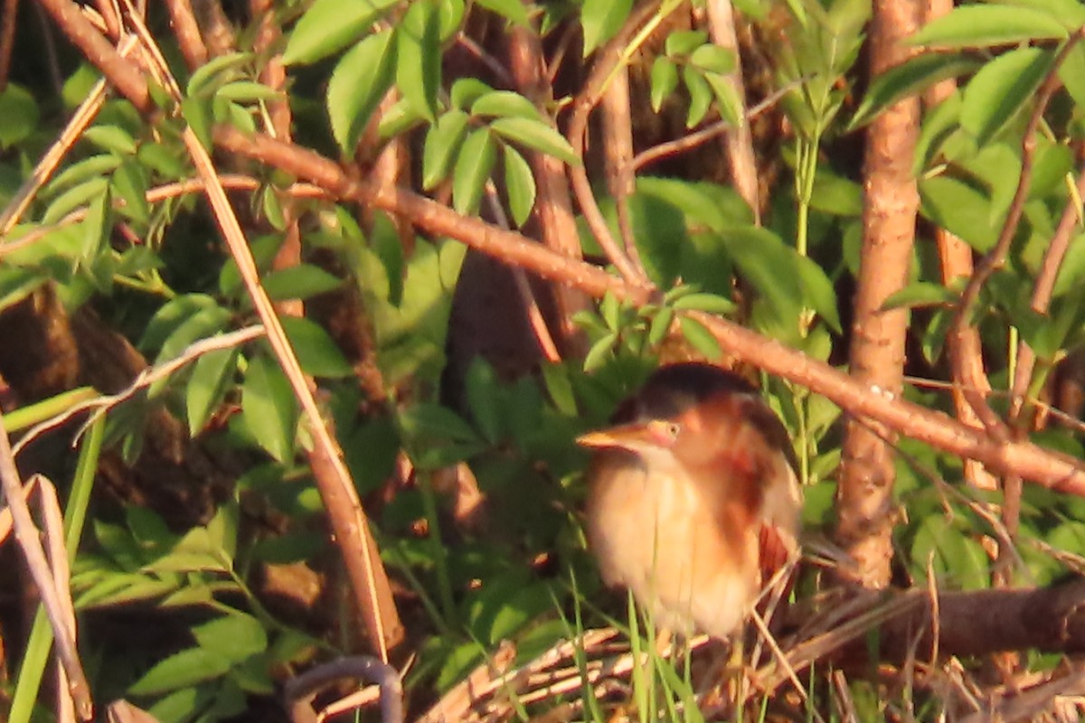 Least Bittern - ML635381937