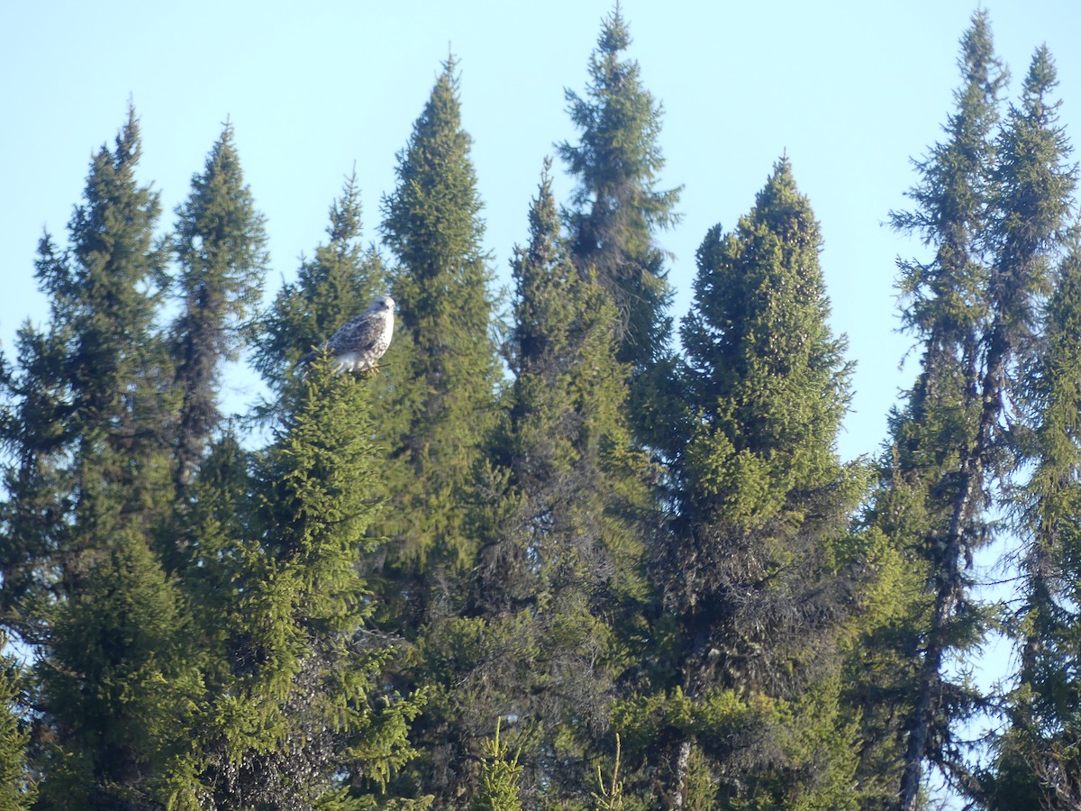 Rough-legged Hawk - ML635381940