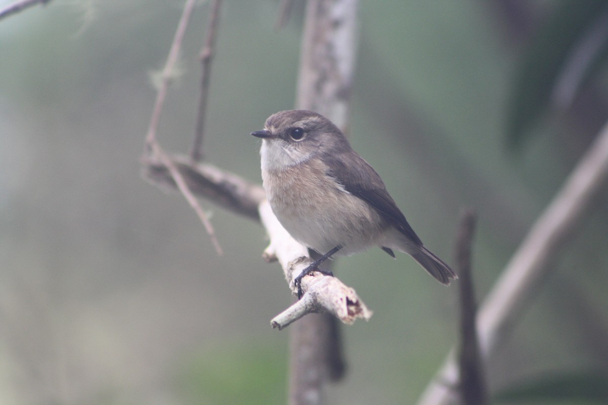 Reunion Stonechat - ML635381960