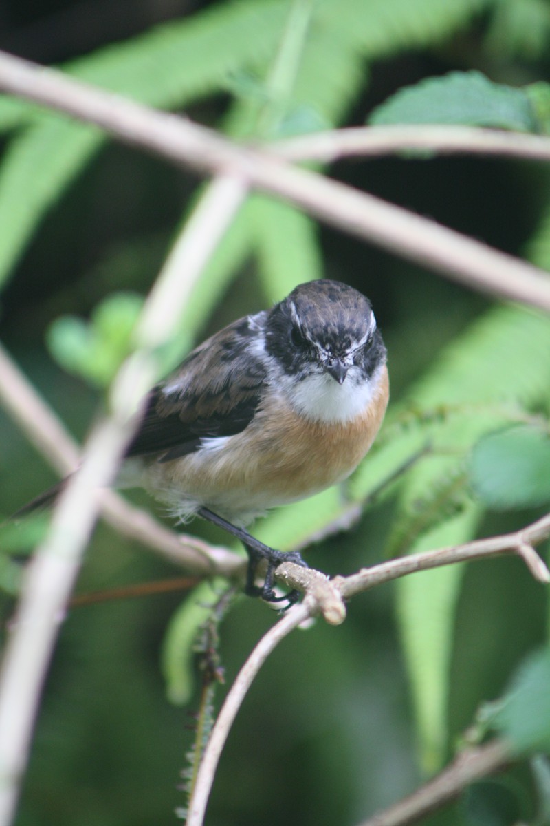 Reunion Stonechat - ML635381961