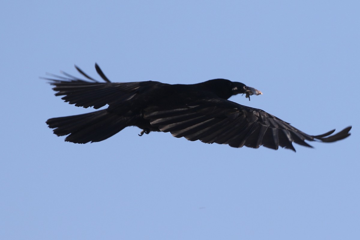 American Crow - ML635381963
