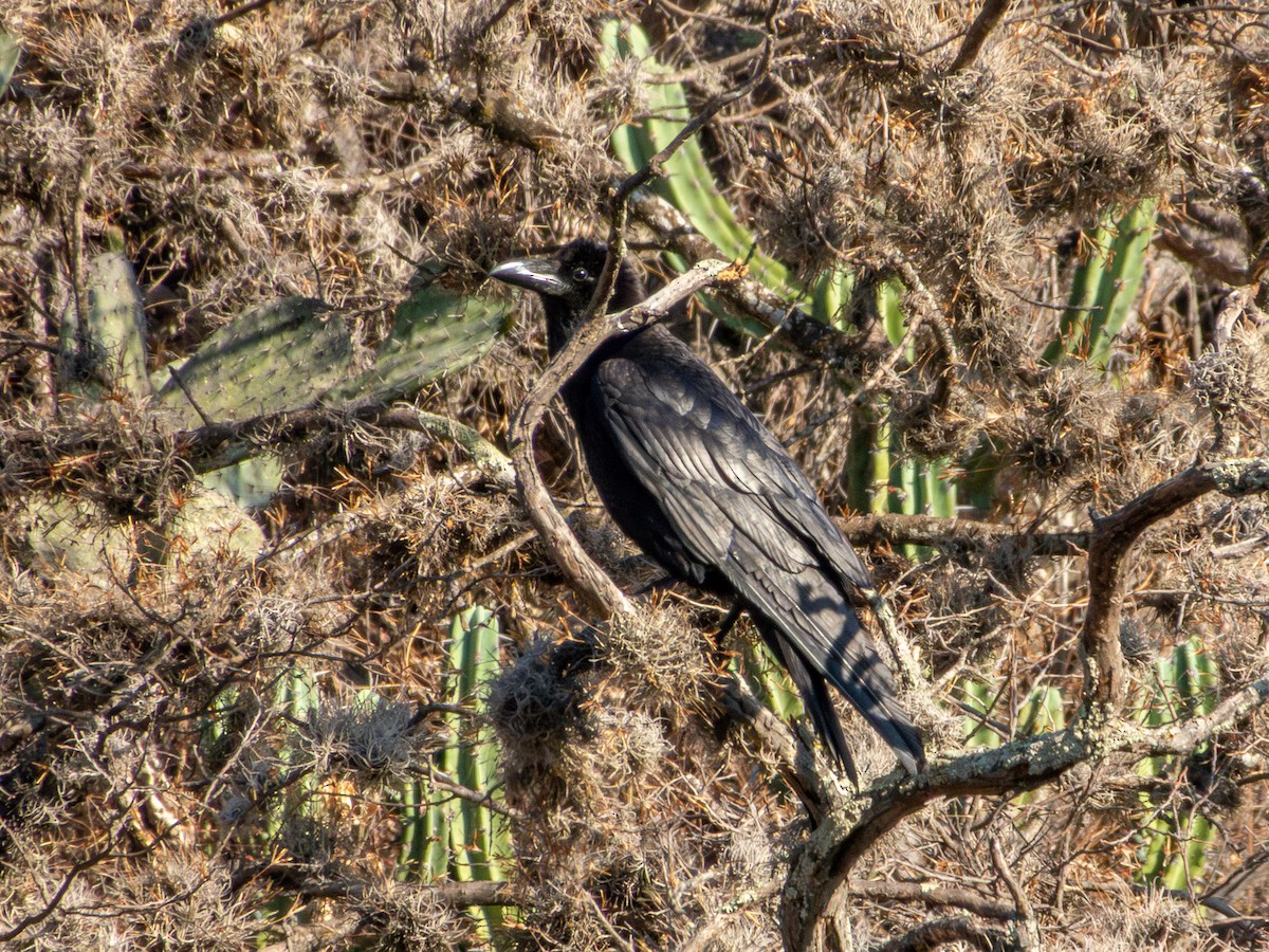 Common Raven - ML635382148