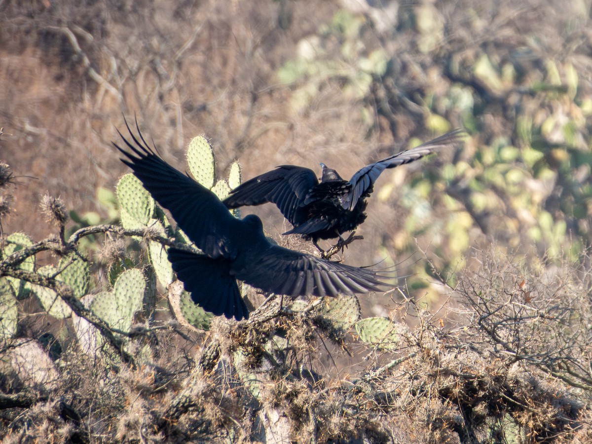 Common Raven - ML635382149