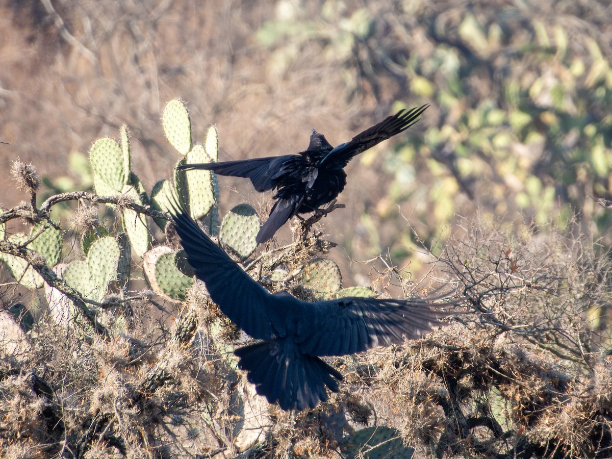 Common Raven - ML635382151