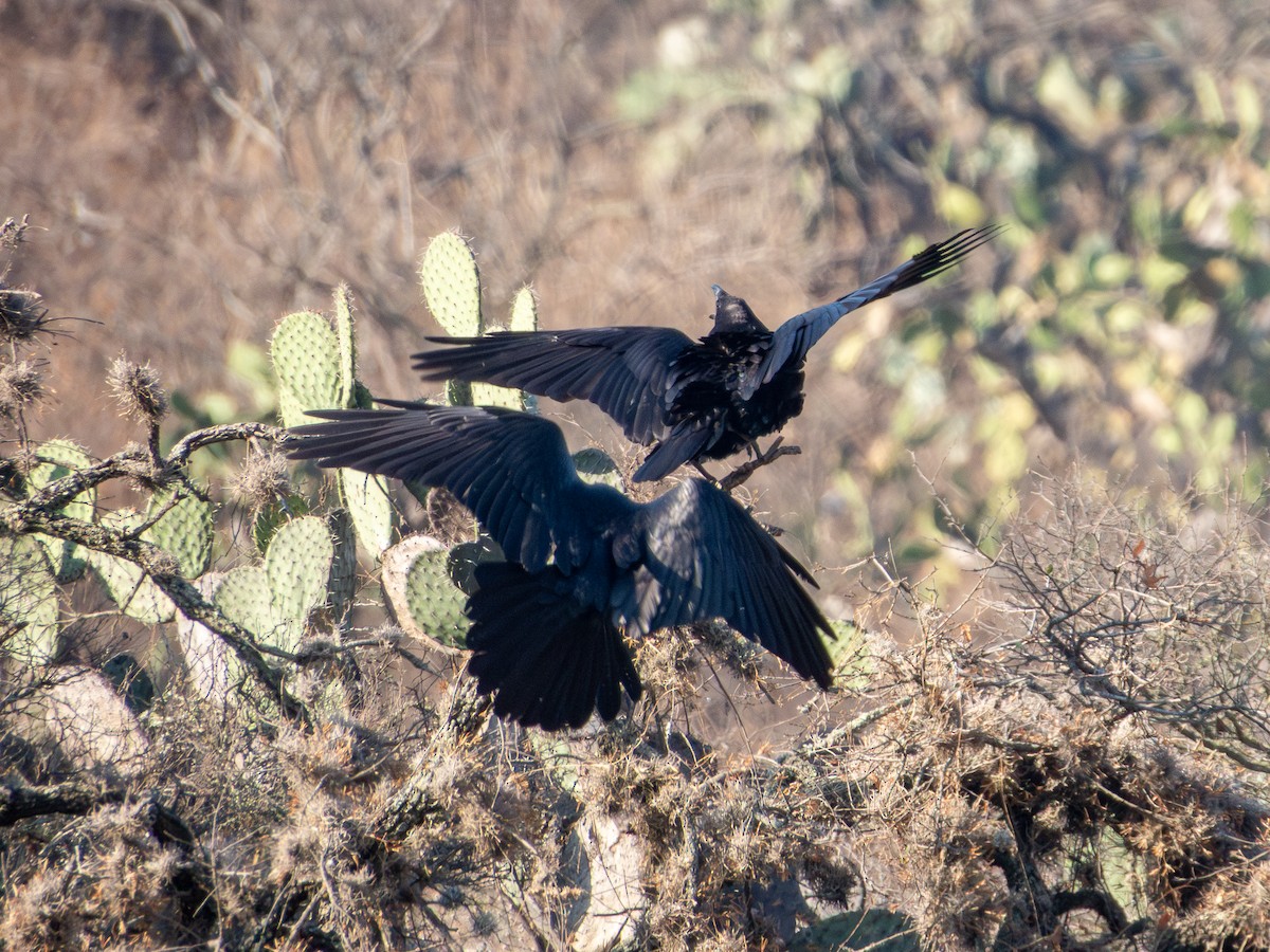 Common Raven - ML635382152
