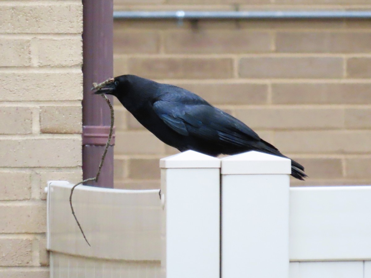 American Crow - ML635382167