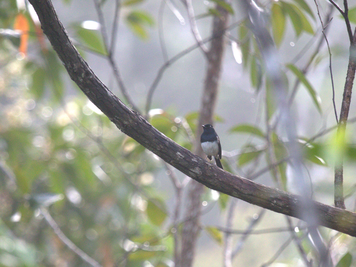 Madagascar Magpie-Robin - ML635382208