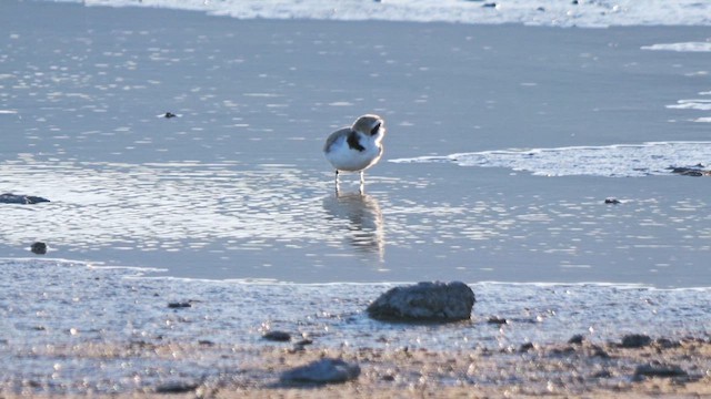 Snowy Plover - ML635382222